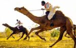 bikaner-camel-festival-2026-set-to-begin-spectacular-celebration-in-the-sand-dunes