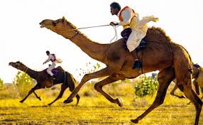 bikaner-camel-festival-2026-set-to-begin-spectacular-celebration-in-the-sand-dunes